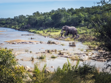 Le Parc Kruger : immense espace de jeu pour 850 espèces animales !