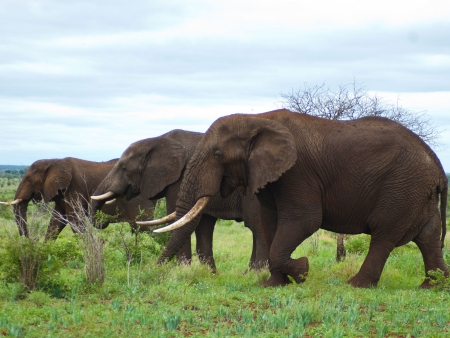 Journée de safari au Kruger