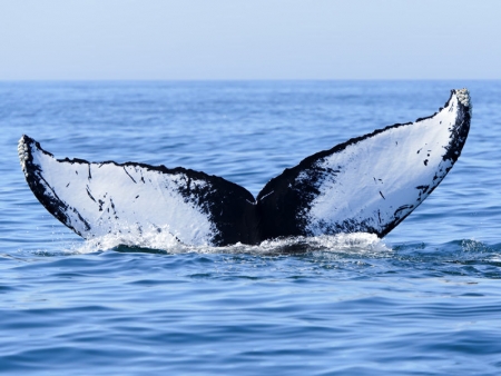 Découverte de l’île aux Nattes et observation des baleines