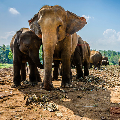 Éléphants du Sri Lanka